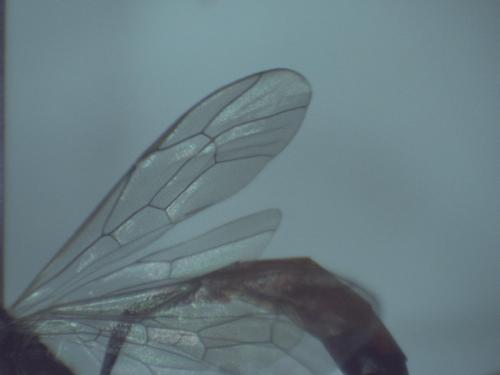 Erigorgus melanops